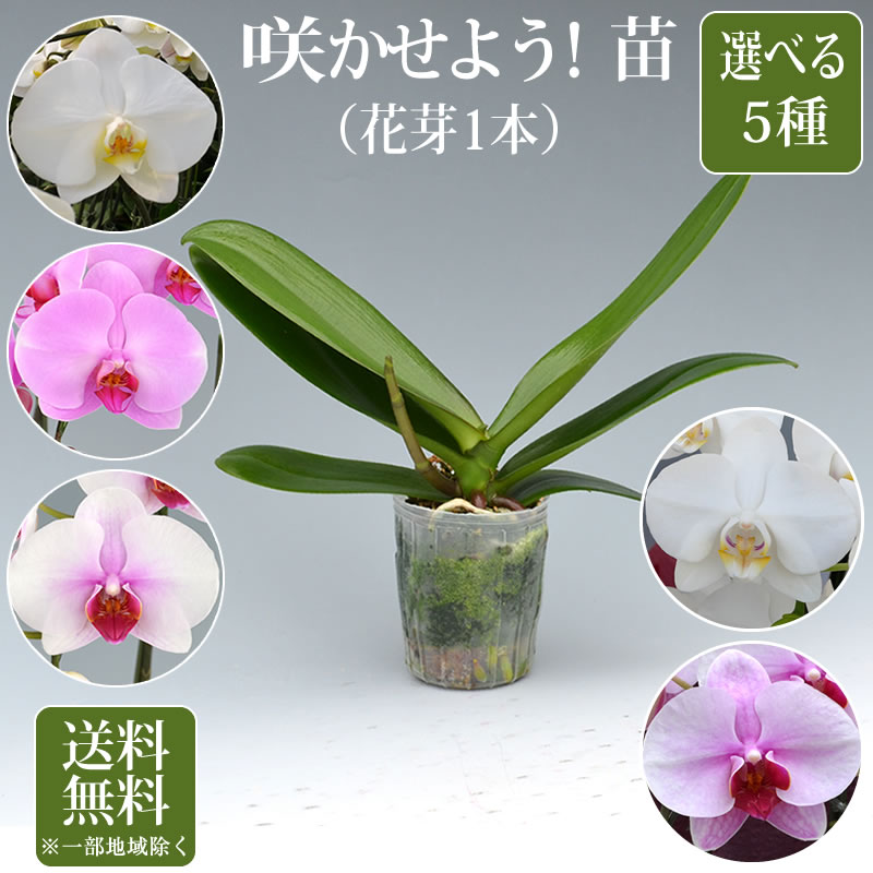 【楽天市場】胡蝶蘭 苗(花芽2本) 3,000円(税別)【胡蝶蘭 花苗 開花株 成熟株 洋ランの苗 胡蝶蘭栽培 育て方  上級者向け】【ko】【ya】【2up】 : 【胡蝶蘭の生産販売】海老名洋蘭園