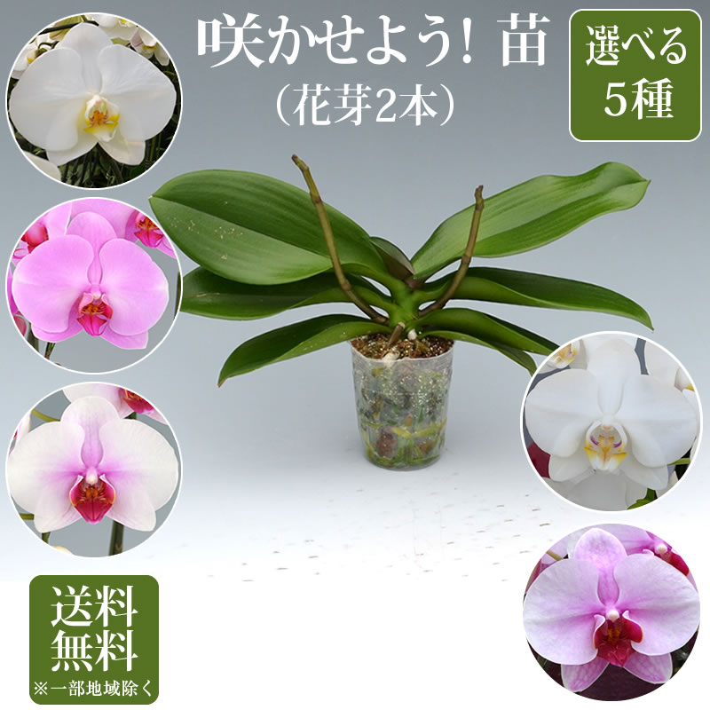 楽天市場】胡蝶蘭 苗(花芽無し)2鉢セット3,500円(税別)【胡蝶蘭 花苗