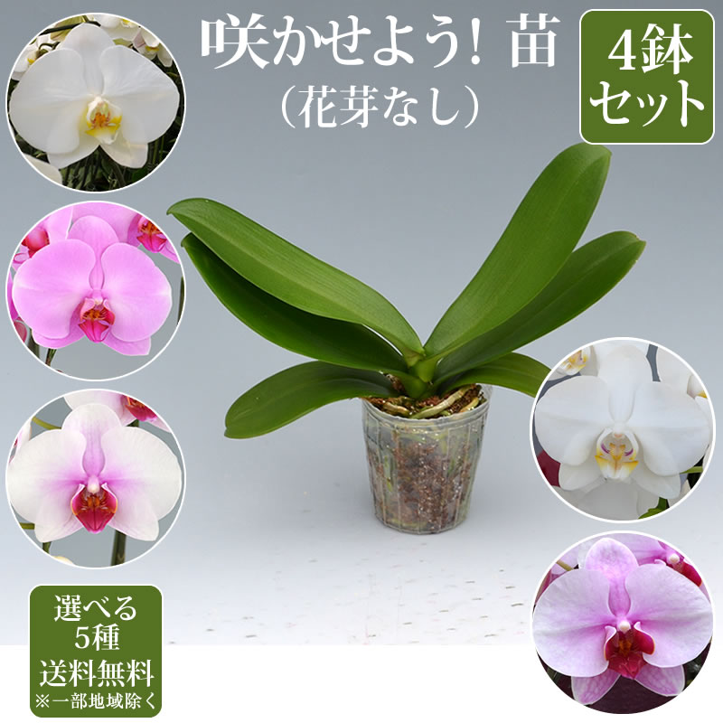 楽天市場】胡蝶蘭 苗(花芽無し)2鉢セット3,500円(税別)【胡蝶蘭 花苗 開花株 成熟株 洋ランの苗 胡蝶蘭栽培 育て方  上級者向け】【ko】【ya】【2up】 : 【胡蝶蘭の生産販売】海老名洋蘭園