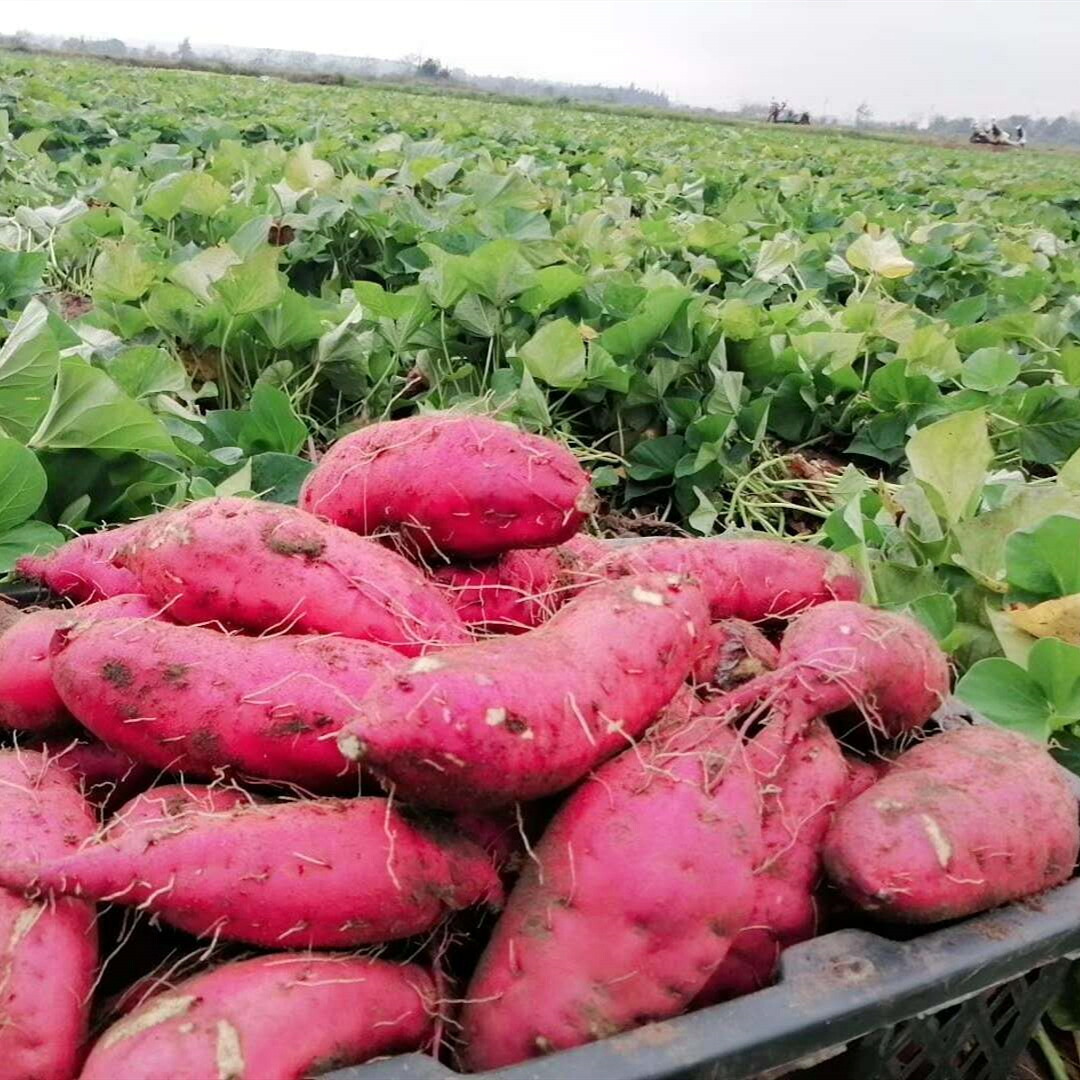 さつまいも 2KG/3KG/5KG 訳あり品 紅はるか 紅東 栗かぐや シルクスイート あまはづき サツマイモ 焼き芋に 千葉県・茨城県産地厳選 美味しい やきいもに 食物繊維 美容 スイーツ
