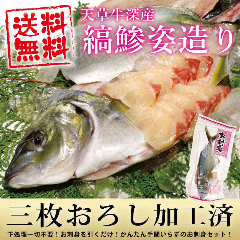 最安値 刺身 シマアジ姿造り1尾 縞鯵 しまあじ 化粧袋 尾頭付 海鮮ギフト 贈答 送料無料 三枚おろし 贈答品 お中元 敬老の日 qdtek.vn