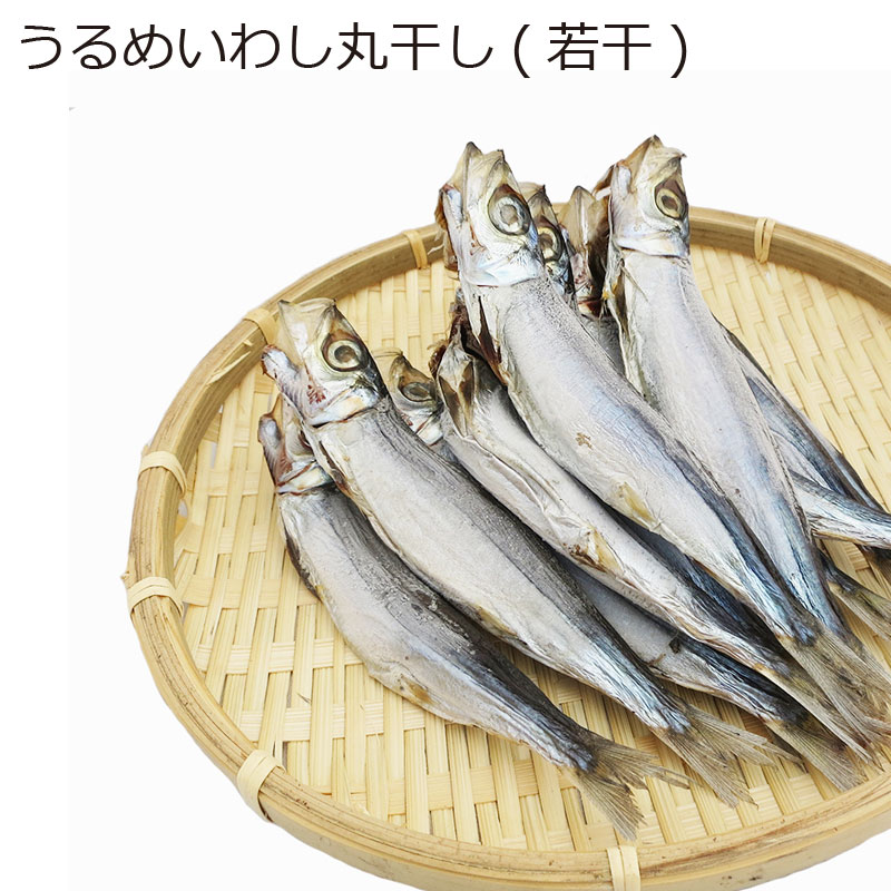 楽天市場 珍味 ギフト 単品 干物 ウルメイワシの丸干 若干 1箱 山下水産 Amakusa産直便