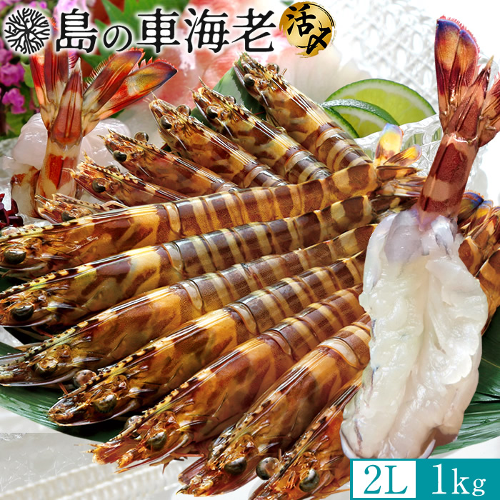 島の車海老 刺身［活〆冷凍］ 特大【2L】1kg［24-28尾］天草 島育ち 車えび 熊本県産 大矢野島 クルマエビ 養殖場 生食 しゃぶしゃぶ エビフライ 塩焼き［産直食品ギフト］