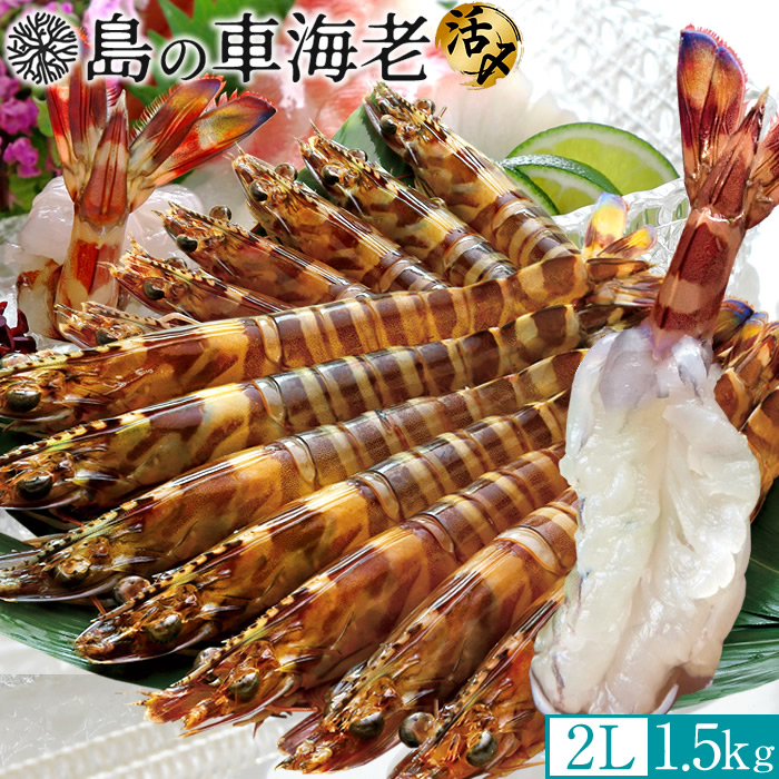 島の車海老 刺身［活〆冷凍］ 特大【2L】1.5kg［36-42尾］天草 島育ち 車えび 熊本県産 大矢野島 クルマエビ 養殖場 生食 しゃぶしゃぶ エビフライ 塩焼き［産直食品ギフト］