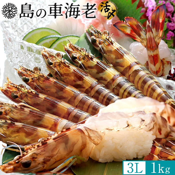 島の車海老 刺身［活〆冷凍］ 特大【3L】1kg［15-23尾］天草 島育ち 車えび 熊本県産 大矢野島 クルマエビ 養殖場 生食 しゃぶしゃぶ エビフライ 塩焼き［産直食品ギフト］