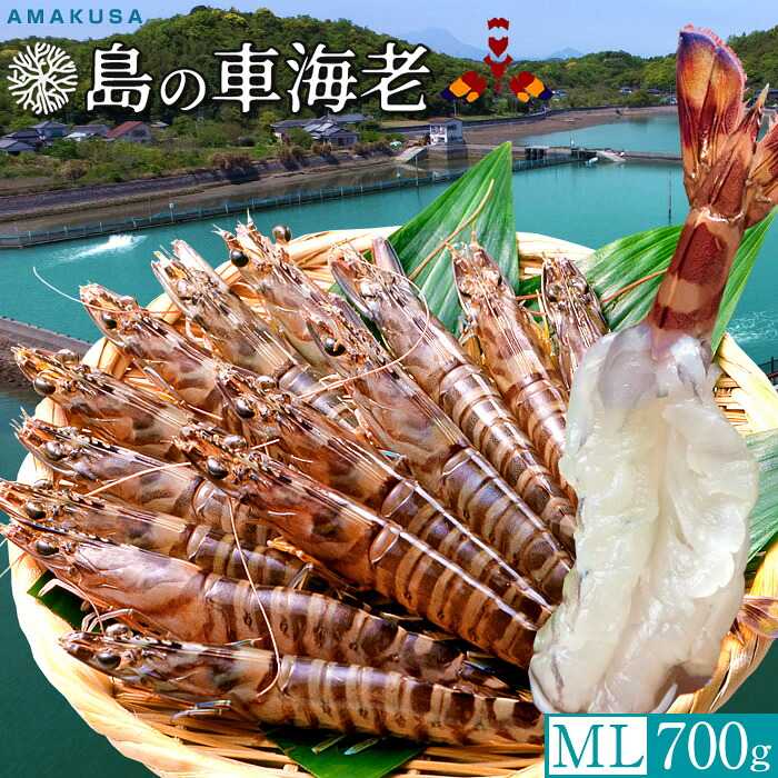 えび車海老［予約11月］生きたまま 車えび活 700g［ML 21-30尾］島育ち 天草 車エビ 刺身 熊本県産 クルマエビ 殻付き おがくず入 活きえび 踊り食い しゃぶしゃぶ［お歳暮ギフト 年末年始配送］｜天草えび屋