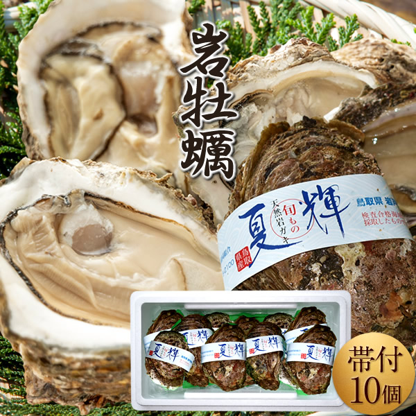 岩牡蠣 生がき［10個入］夏輝なつき 殻付き生牡蠣 天然岩ガキ 特大 ブランド認定帯付き 生食用 旬カキ 鳥取県産 岩がき いわがき ブランド牡蛎［お中元ギフト］｜天草えび屋