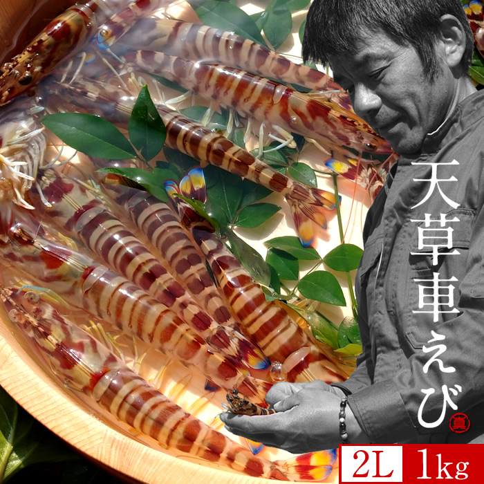 えび車海老［予約11月］生きたまま 特大【2L】活車えび 1kg［30-32尾入］島育ち 天草 匠の車海老 生産者 丸山えび 刺身 熊本県産 クルマエビ 殻付き おがくず入 活きえび 食べ方 踊り食い しゃぶしゃぶ 直売所［お歳暮ギフト 年末年始配送］｜天草えび屋