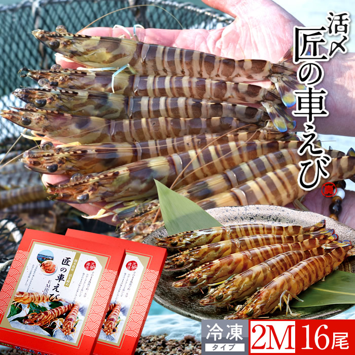 車海老 天草［活〆冷凍］2M 16尾［8尾入250g×2P］車エビ 刺身 焼き フライ 熊本県 養殖 クルマエビ 島育ち 匠の車えび 直売所 旬 食べ方 塩焼き［産直食品ギフト］