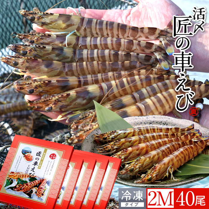 車海老 天草［活〆冷凍］2M 40尾［8尾入250g×5P］車エビ 刺身 焼き フライ 熊本県 養殖 クルマエビ 島育ち 匠の車えび 直売所 旬 食べ方 塩焼き［産直食品ギフト］
