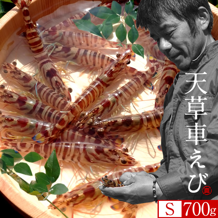 えび車海老［予約11月］生きたまま 活車エビ【S】700g［33-37尾］島育ち 天草 匠の車海老 生産者 丸山えび 刺身 熊本県産 クルマエビ 殻付き おがくず入 活きえび 食べ方 踊り食い しゃぶしゃぶ 直売所［お歳暮ギフト 年末年始配送］｜天草えび屋