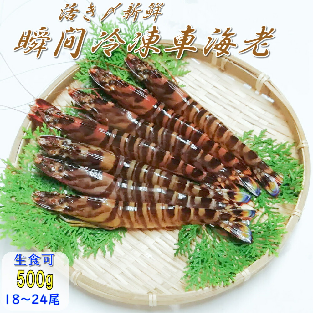 【楽天市場】瞬間冷凍 車海老 1kg (36〜48尾)熊本県産 送料無料 採れたて即時瞬間冷凍で鮮度抜群！ 御歳暮 お歳暮 贈り物 贈答 誕生日  プレゼント さしみ しゃぶしゃぶ エビフライ 御中元 敬老の日 急速冷凍 : くるまえびや海老吉