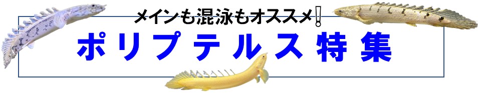 楽天市場】ニューレインボースネークヘッド 3-5cm 1匹 （東京倉庫） アクアリウム 熱帯魚 淡水魚 人工飼料 単独飼育 肉食魚 スネークヘッド 小型 スネークヘッド ブルーレインボースネークヘッド アナバス : アクアショップピラルク楽天市場店