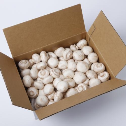 ホワイトマッシュルームB品 2kg箱 岡山 業務用 クール便指定商品 VC ※賞味期限出荷日より4日 国内配送 【54%OFF!】 生きのこ