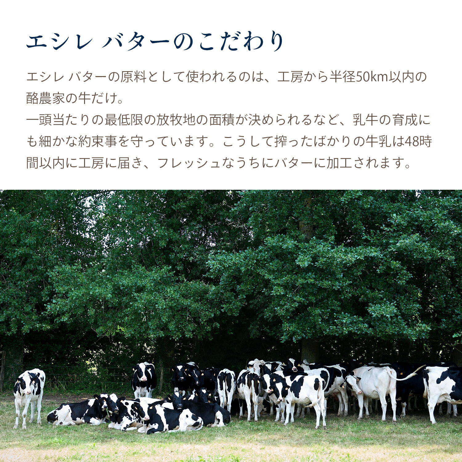 市場 公式 贈り物 ギフト フランス伝統の発酵バター 手土産 有塩×2 echire 差し入れ 送料無料 エシレバター バスケット お菓子作り 250g