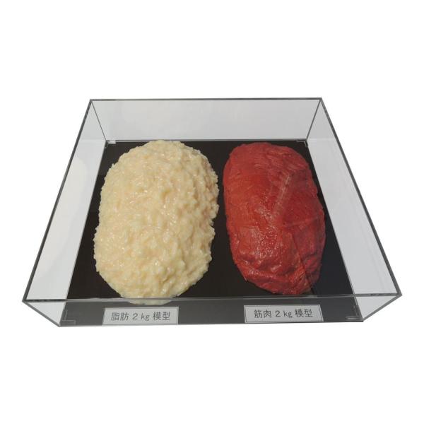 COMOLIFE コモライフ 脂肪/筋肉対比セット(アクリルケース入)2kg IP-983 (1363033)