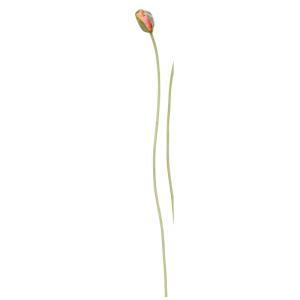 ASCA アスカ ポピー ピンクグリーン (A-34473-3G)【入数:24】｜ECJOY！店