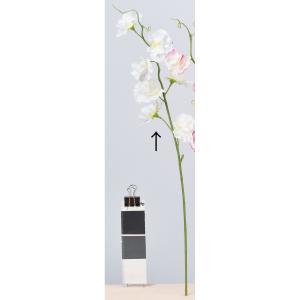 ASCA アスカ スイトピー×7【価格変更】 (A-34346-1)【入数:24】