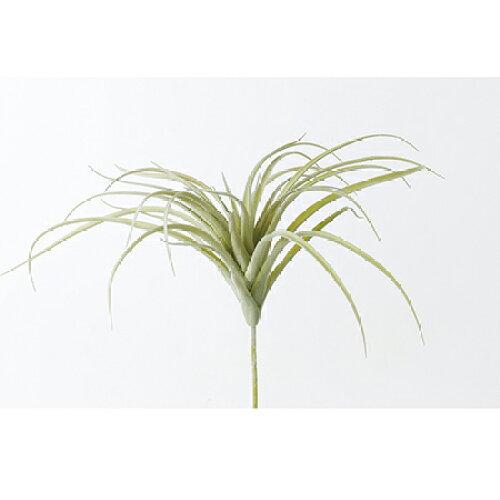 ASCA アスカ ティランドシア (A-41925-051F)【入数:12】|ECJOY!店
