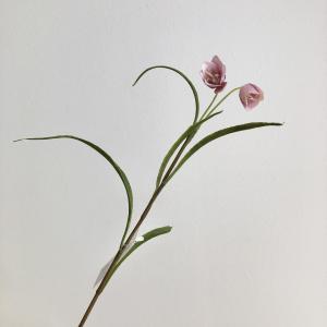 ASCA アスカ フリチラリア×2 (A-34901-007C)【入数:12】