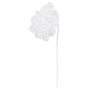 ASCA アスカ コチョウラン&times;6 (A-35147-001A)【入数:12】｜ECJOY！店