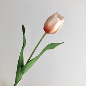 ASCA アスカ チューリップ (A-35133-030W)【入数:24】