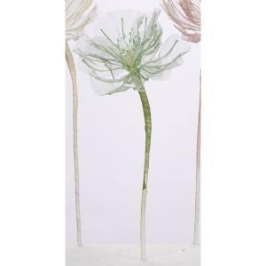ASCA アスカ シフォンポピー (A-34594-051M)【入数:24】|ECJOY!店