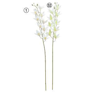 ASCA アスカ シンビジューム&times;9 つぼみ&times;4 (A-34967-001)【入数:12】｜ECJOY！店