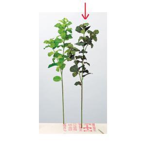 ASCA アスカ ペパーミント (A-43625-053P)【入数:12】 花・観葉植物-造花