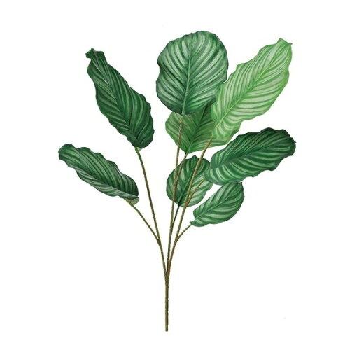 ASCA アスカ カラテア (A-41928-053A)【入数:6】