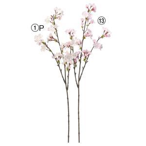 ASCA アスカ 桜X50 (A-34775-013)【入数:12】｜ECJOY！店