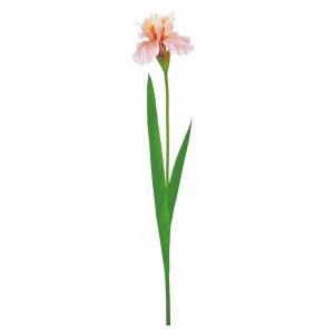 ASCA アスカ 花ショウブ (A-35401-004A)【入数:12】