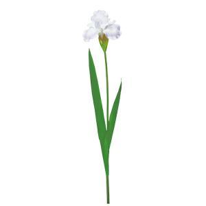 ASCA アスカ 花ショウブ (A-35406-006W)【入数:12】
