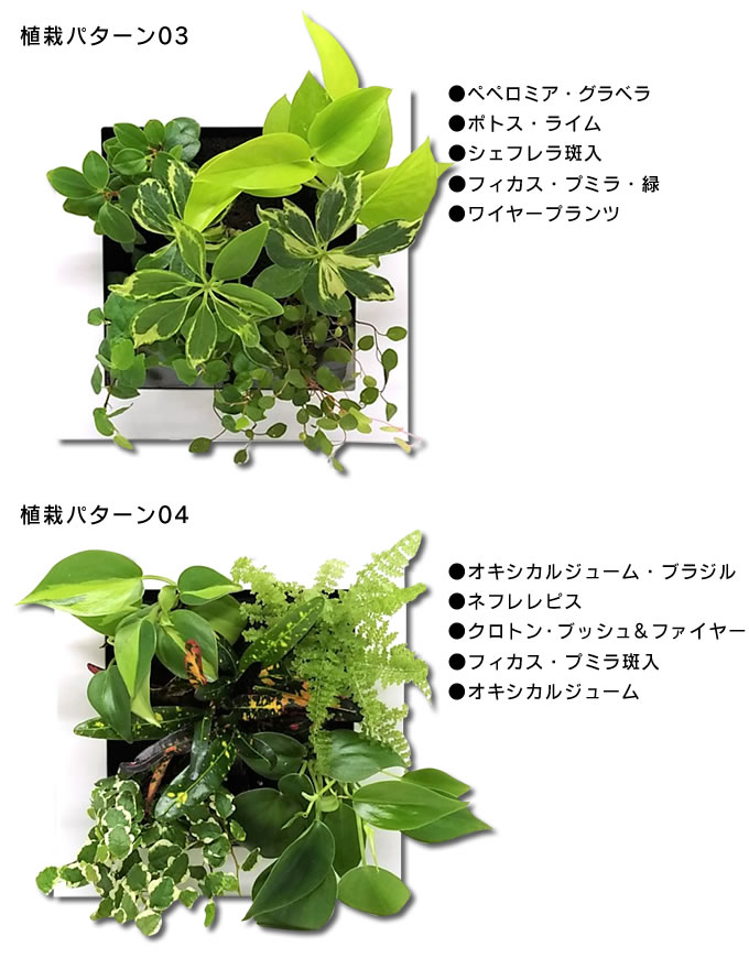 【楽天市場】FRAME ホワイト17 (フレーム・ピン・取説・BOX) ／ ミドリエフレーム・スクエア型 midorie 壁掛け 観葉植物