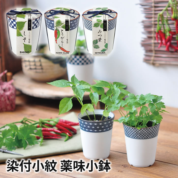 楽天市場】水耕栽培キット ホームハイポニカ601 ハイポニカ肥料