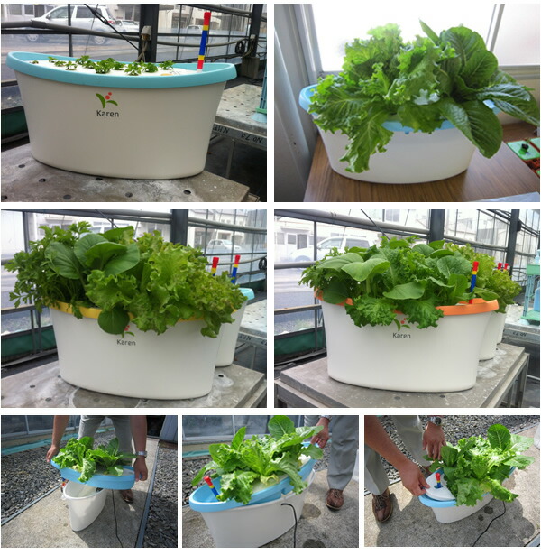 カレン ホームハイポニカ イエロー 3 21 土 時 30 月 11 59迄 水耕栽培キット 家庭菜園 最大1000円offクーポン Karen ハイポニカ肥料付 カレン あす楽