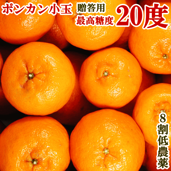 楽天市場 くだもの フルーツ みかん類 ポンカン 沢村 8割減農薬ポンカン エコ フルーツ果物屋