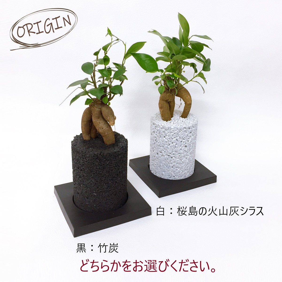 【楽天市場】ガジュマル ご多幸の木 誕生祝い 開店祝い ギフト プレゼント 消臭 観葉植物 インテリアグリーン グリーン えこぽち エコポチ