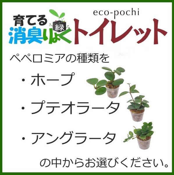 楽天市場 当店オススメ トイレ 消臭 Eco Pochi 送料無料 育てる グリーン エコポチ トイレット 4個セット 観葉植物 ミニ観葉 インテリアグリーン トイレ専用 Eco Pochi