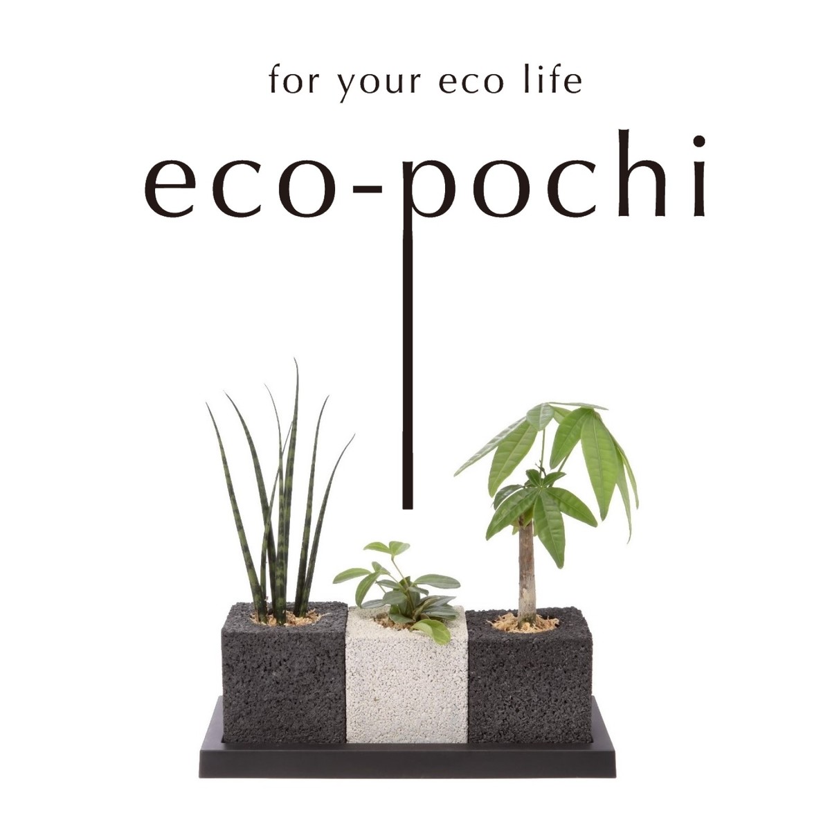 楽天市場 当店おススメ 誕生祝い 開店祝い ギフト プレゼント 消臭 観葉植物 多肉植物 インテリアグリーン 癒し エコポチ Neo トゥーリオ 観葉植物セット おしゃれインテリア Eco Pochi パキラ ぺぺロミア サンスベリア デスク 卓上 ミニ Eco Pochi