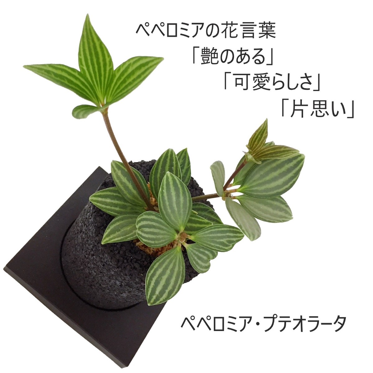 即日出荷 可能 誕生祝い 開店祝い ギフト プレゼント 消臭 観葉植物 多肉植物 おしゃれ インテリアグリーン グリーン Zoom 癒し エコポチえこぽち エコポチ Neo シリンダー ぺぺロミア プテオラータ インテリア Eco Pochi Educaps Com Br