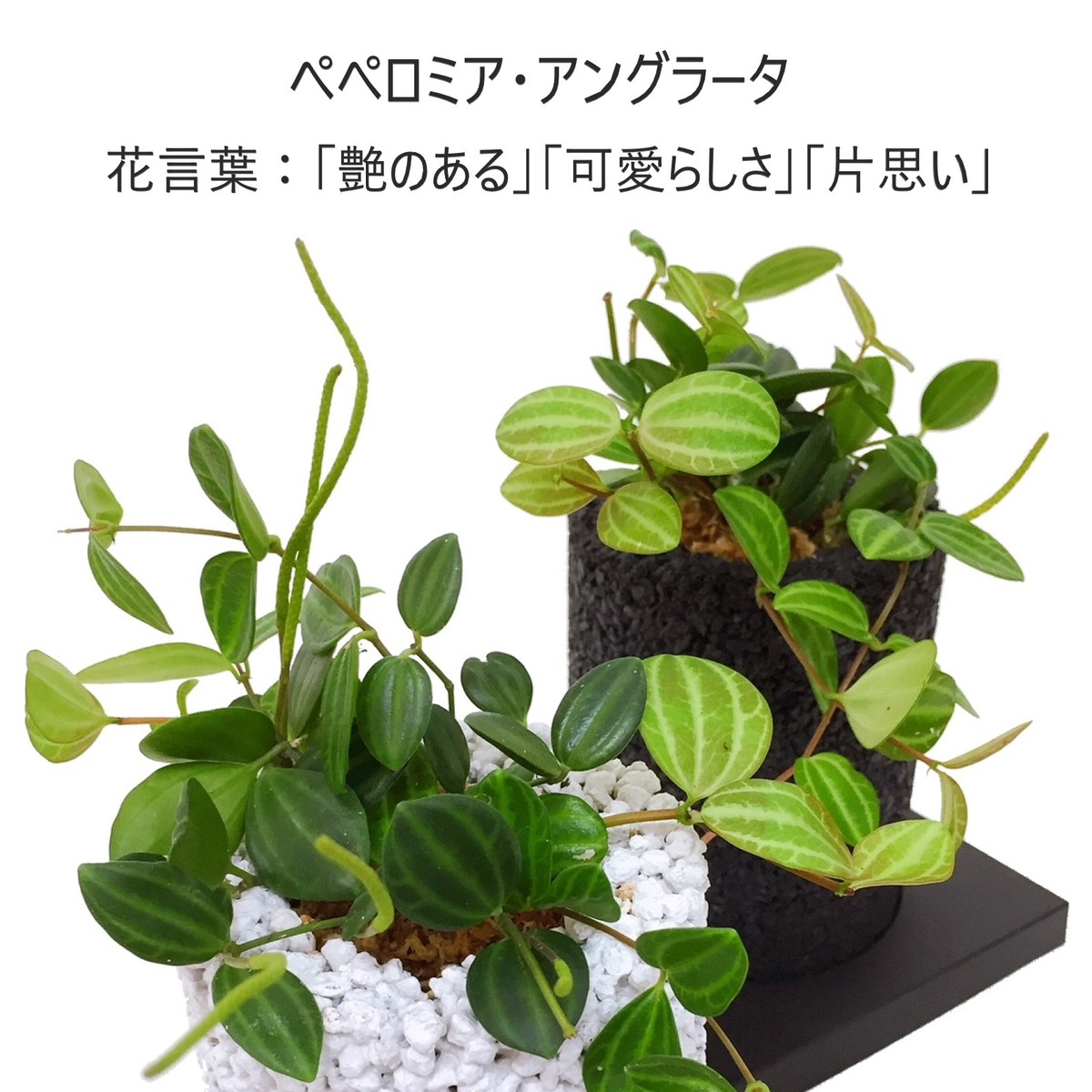 即日出荷 可能 誕生祝い 開店祝い ギフト プレゼント 消臭 観葉植物 インテリアグリーン グリーン Zoom 癒し おしゃれ えこぽち エコポチ Neo シリンダー ぺぺロミア アングラータ インテリア Eco Pochi Educaps Com Br