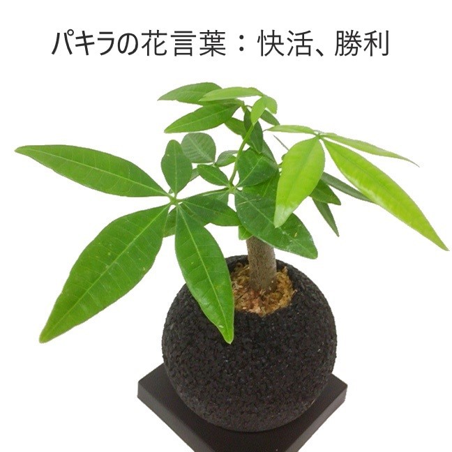 パキラ 発財貨樹 生れ挙行 開店祝い 贈物 贈もの 消臭 観葉植物 多肉植物 インテリアパッティンググリーン グリーン 学習机 執務室 上がり端 Zoom インスタ 映え 癒し えこぽち エコポチ Neo スフィアミニ かっこ良い インテリア Eco Pochi Foxunivers Com