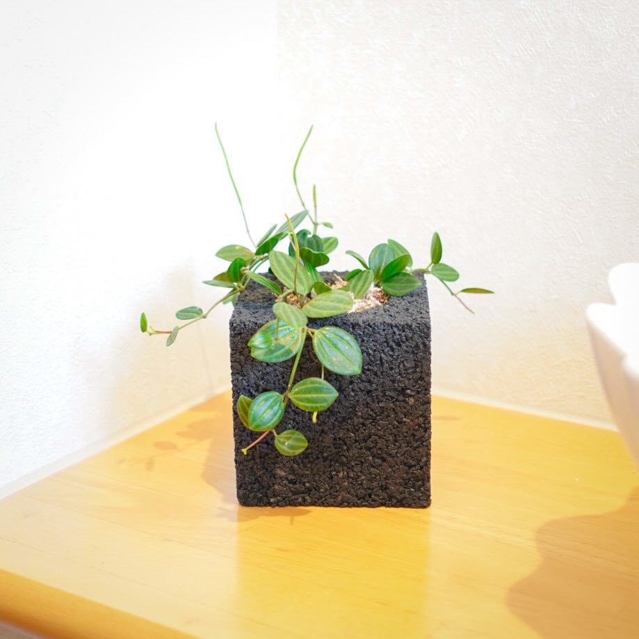 誕生祝い 新築祝い 開店祝い ギフト プレゼント 消臭 観葉植物 多肉植物 インテリアグリーン グリーン Zoom 癒し エコポチ えこぽち Neo キューブ ぺぺロミア アングラータ おしゃれ インテリア Eco Pochi Crunchusers Com 誕生祝い 新築祝い 開店祝い ギフト プレゼント 消臭 観葉植物 多肉植物 インテリアグリーン グリーン Zoom 癒し エコポチ えこぽち Neo キューブ ぺぺロミア アングラータ おしゃれ インテリア Eco Pochi Crunchusers Com