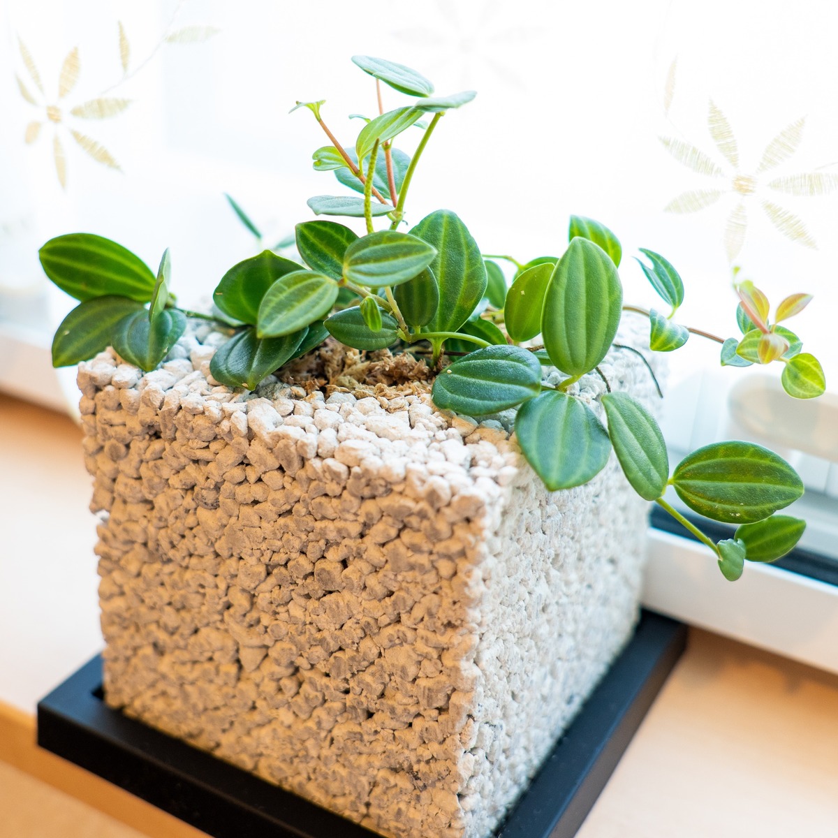 生まれ落ちる祭り 設営祝い 開店祝い 戴き物 祝儀 消臭 観葉草木 多肉植物 ファーニチュア新緑の色 グリーン Zoom 癒し エコポチ えこぽち Neo キューブ ぺぺロミア アングラータ 今めかしい インテリア Eco Pochi Fecdas Cat