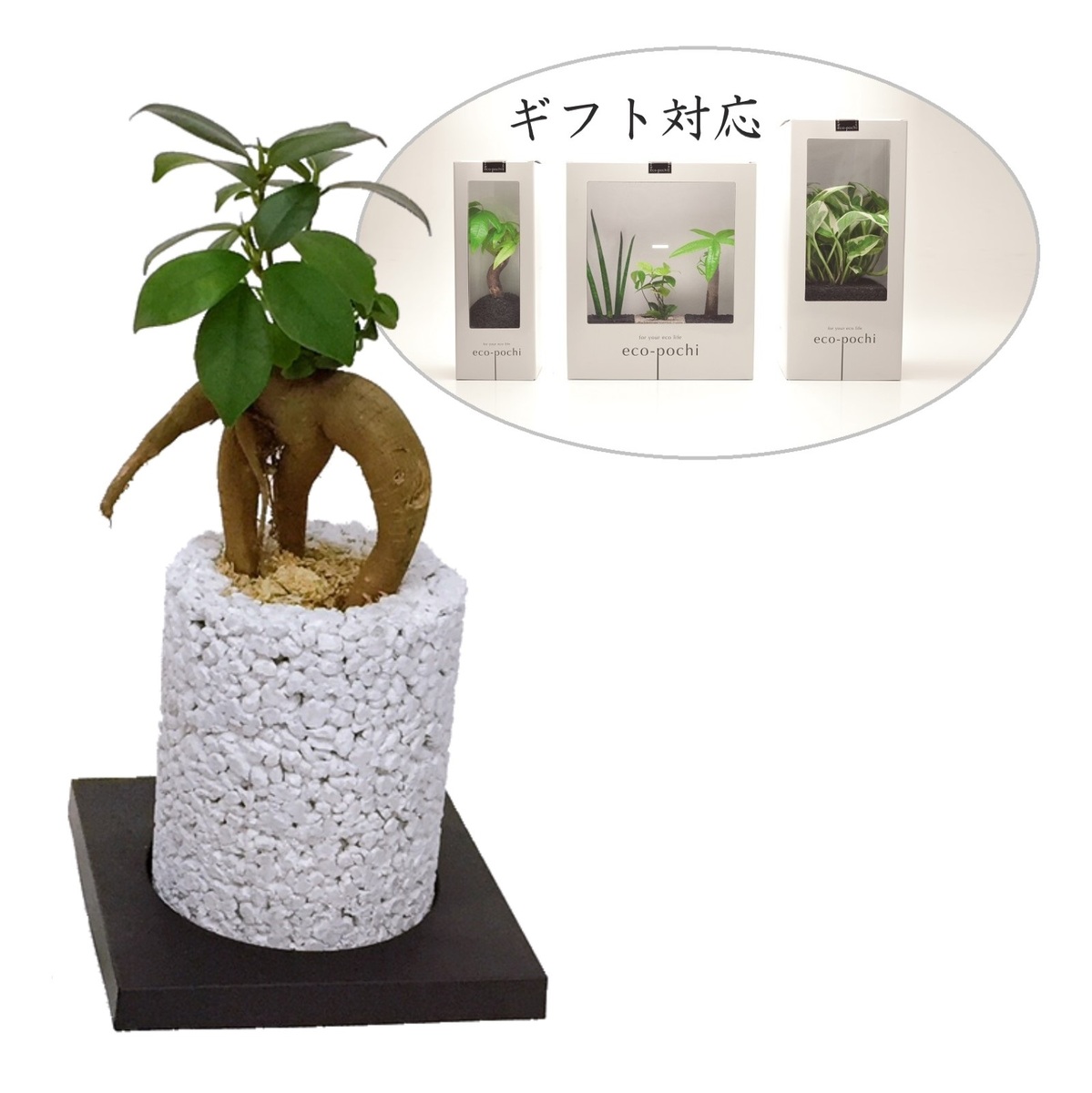 楽天市場】【当店オススメ】 観葉植物 本物 オシャレ インテリア