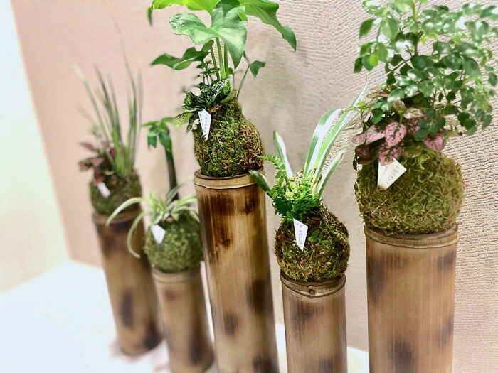 楽天市場 竹プランター 美 スタンド型５連 観葉植物含む苔玉付き Ecoいち