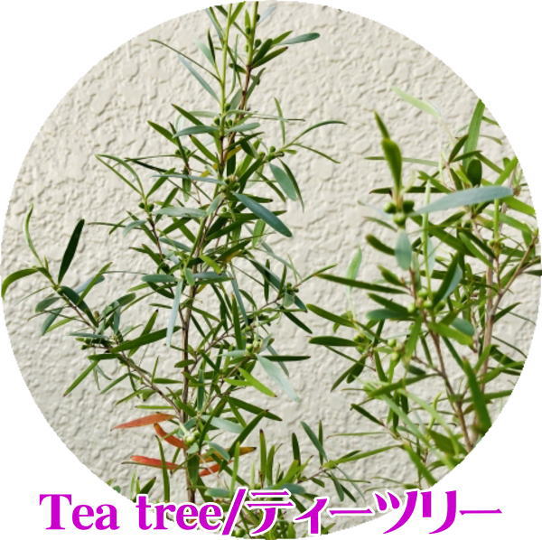 【0のつく日 ポイント10倍】ダニ忌避剤 送料無料 わが家防衛軍ボタニカルダニよけ 100ml 100％天然由来原料 除菌 消臭 化学合成殺虫成分不使用 薬剤に敏感な方、お子様やペットにも安心！【定形外郵便 代引不可】