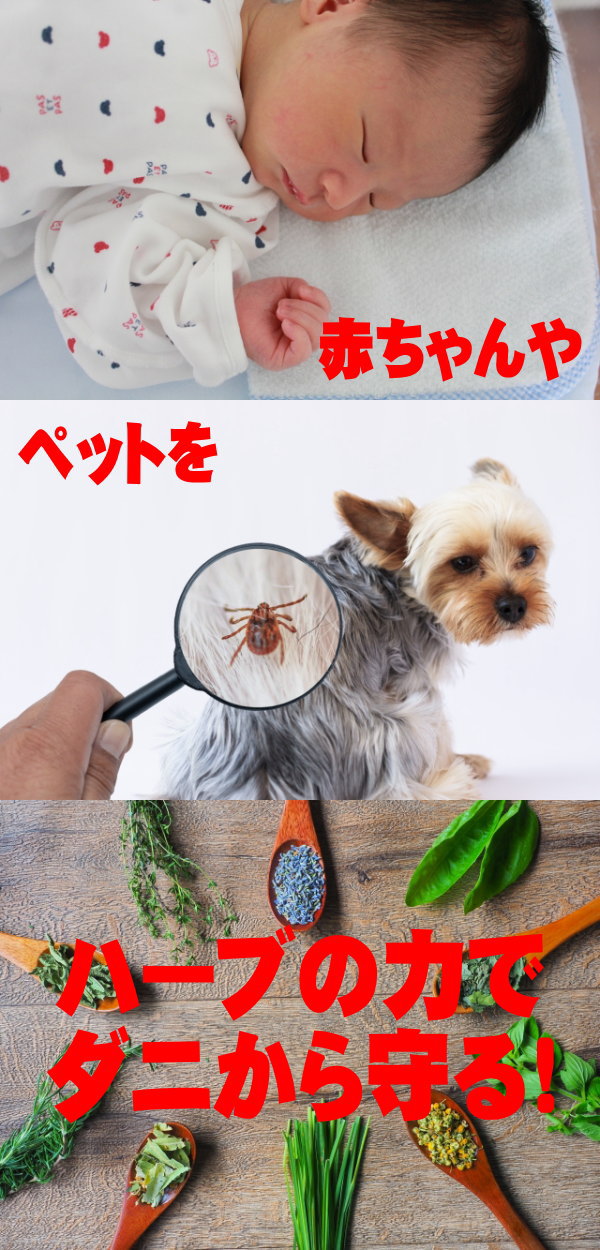 【0のつく日 ポイント10倍】ダニ忌避剤 送料無料 わが家防衛軍ボタニカルダニよけ 100ml 100％天然由来原料 除菌 消臭 化学合成殺虫成分不使用 薬剤に敏感な方、お子様やペットにも安心！【定形外郵便 代引不可】