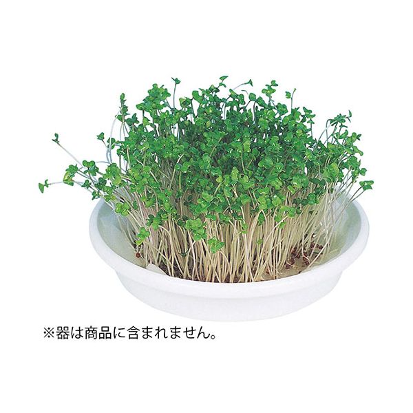 【特集】雨季打つ手グッズ